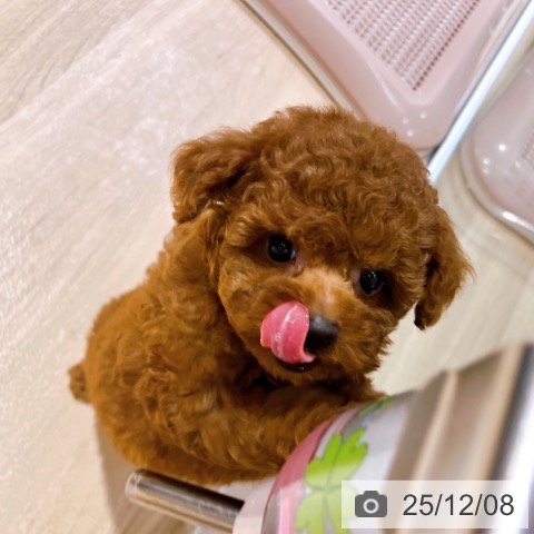 トイ・プードルの写真