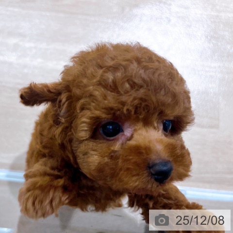 トイ・プードルの写真