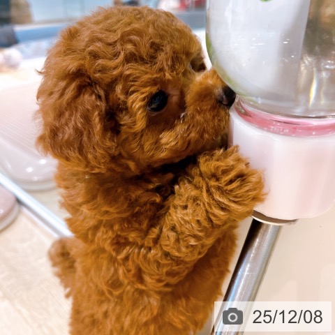 トイ・プードルの写真