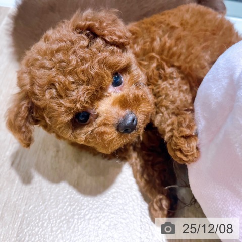 トイ・プードルの写真