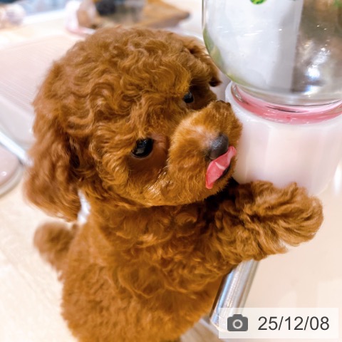 トイ・プードルの写真