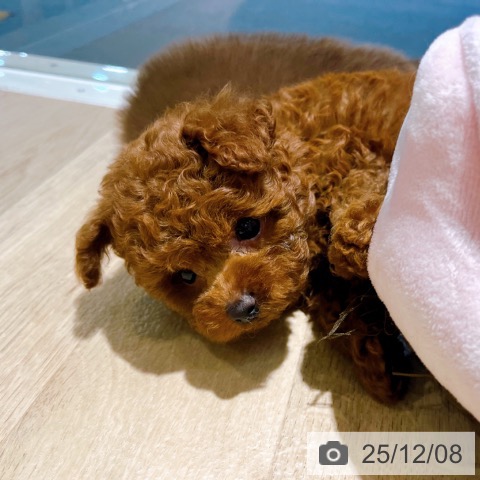 トイ・プードルの写真