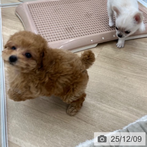 トイ・プードルの写真