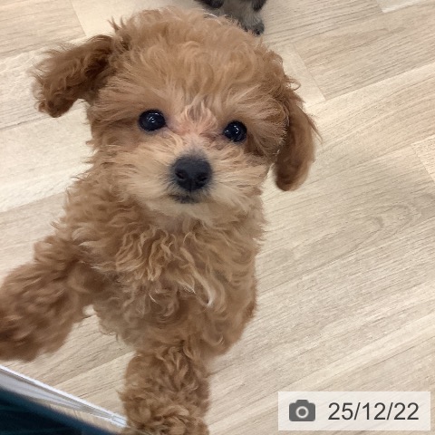 大阪府のトイプードル(トイ) (ペットプラス りんくう泉南店/2025年10月8日生まれ/女の子/アプリコット)の子犬の4枚目の画像