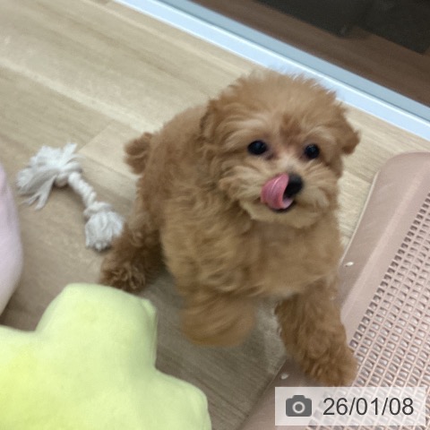 大阪府のトイプードル(トイ) (ペットプラス りんくう泉南店/2025年10月8日生まれ/女の子/アプリコット)の子犬の4枚目の画像