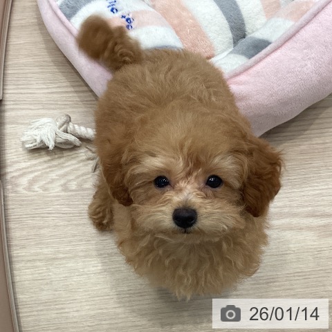 大阪府のトイプードル(トイ) (ペットプラス ららぽーと和泉店/2025年10月8日生まれ/女の子/アプリコット)の子犬の4枚目の画像