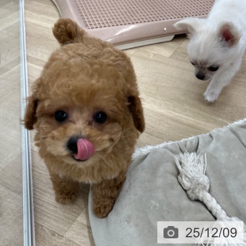 トイ・プードルの写真