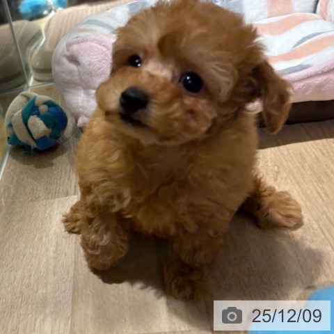 トイ・プードルの写真