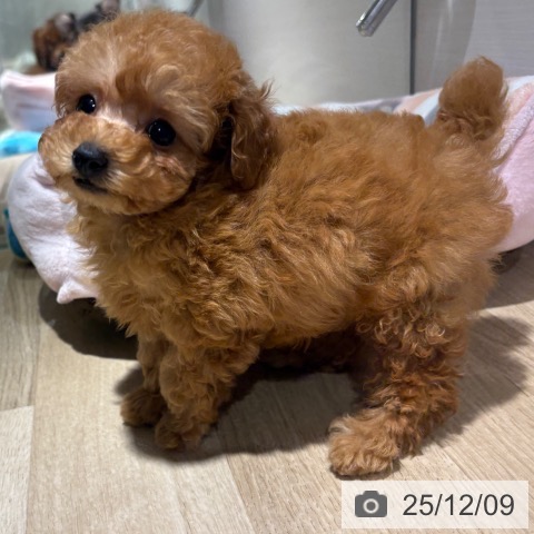 トイ・プードルの写真