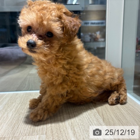 兵庫県のトイプードル(トイ) (ペットプラス 神戸三宮店/2025年10月8日生まれ/男の子/アプリコット)の子犬の3枚目の画像