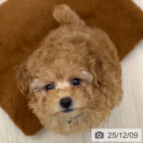 トイ・プードルの写真