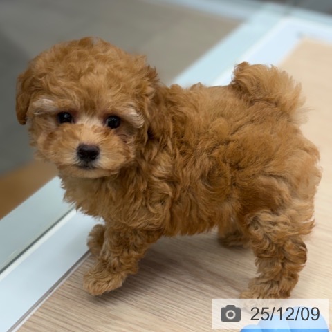 トイ・プードルの写真