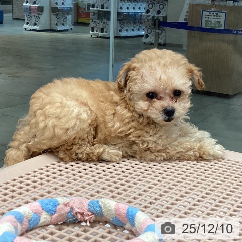 トイ・プードルの写真