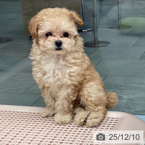 トイ・プードルの写真