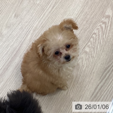 大阪府のトイプードル(トイ) (ペットプラス ららぽーと和泉店/2025年10月8日生まれ/女の子/アプリコット)の子犬の3枚目の画像