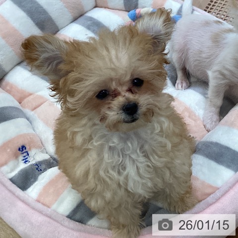 大阪府のトイプードル(トイ) (ペットプラス 堺北花田店/2025年10月8日生まれ/女の子/アプリコット)の子犬の3枚目の画像