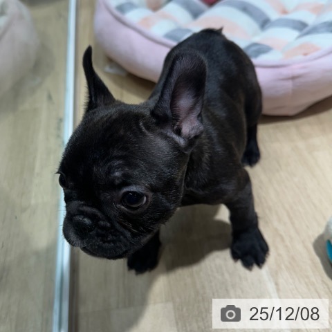 フレンチ・ブルドッグの写真