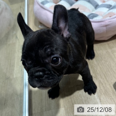 フレンチ・ブルドッグの写真