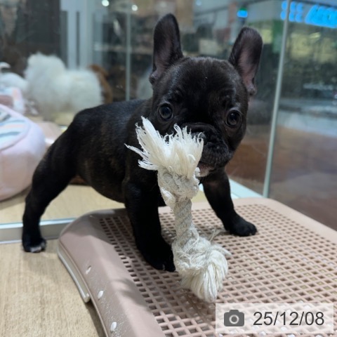 フレンチ・ブルドッグの写真