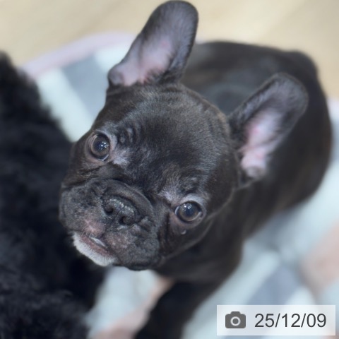 フレンチ・ブルドッグの写真