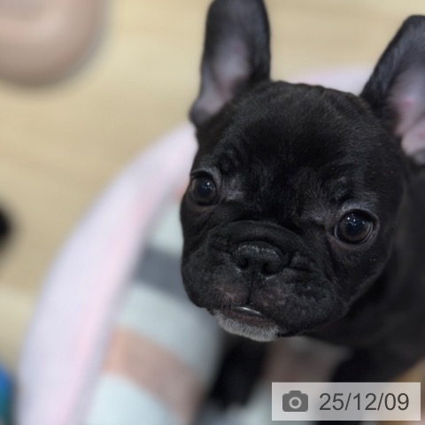 フレンチ・ブルドッグの写真