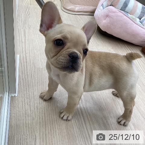 フレンチ・ブルドッグの写真