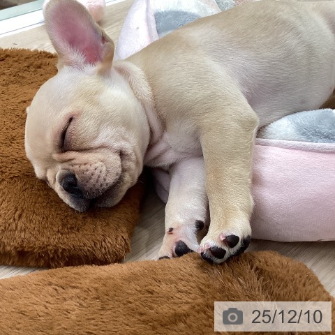 フレンチ・ブルドッグの写真