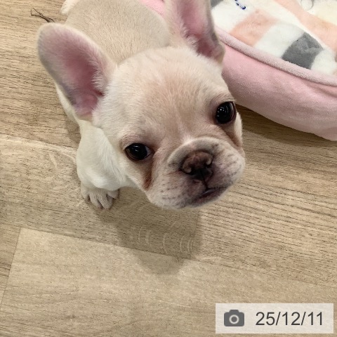 フレンチ・ブルドッグの写真