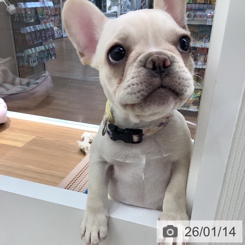 大阪府のフレンチブルドッグ (ペットプラス りんくう泉南店/2025年10月7日生まれ/男の子/クリーム)の子犬の4枚目の画像