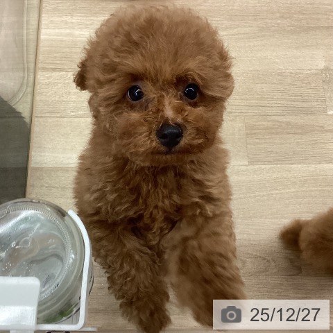 新潟県のトイプードル(トイ) (ペットプラス 新潟南店/2025年10月5日生まれ/男の子/レッドフォーン)の子犬の3枚目の画像