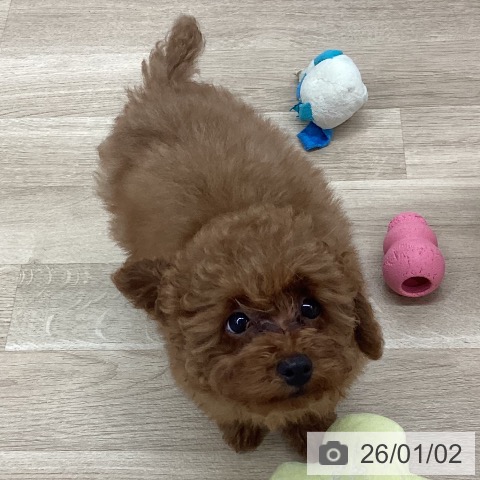 新潟県のトイプードル(トイ) (ペットプラス 新潟南店/2025年10月5日生まれ/男の子/レッドフォーン)の子犬の4枚目の画像