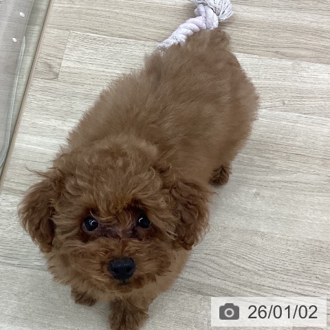 新潟県のトイプードル(トイ) (ペットプラス 新潟南店/2025年10月5日生まれ/男の子/レッドフォーン)の子犬の3枚目の画像