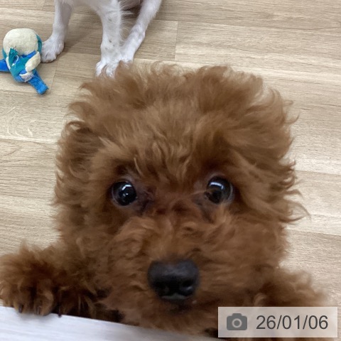 新潟県のトイプードル(トイ) (ペットプラス 新潟南店/2025年10月5日生まれ/男の子/レッドフォーン)の子犬の4枚目の画像