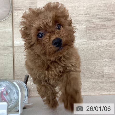 新潟県のトイプードル(トイ) (ペットプラス 新潟南店/2025年10月5日生まれ/男の子/レッドフォーン)の子犬の3枚目の画像