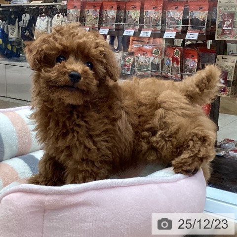 大阪府のトイプードル(トイ) (ペットプラス ららぽーと和泉店/2025年10月5日生まれ/男の子/レッドフォーン)の子犬の4枚目の画像