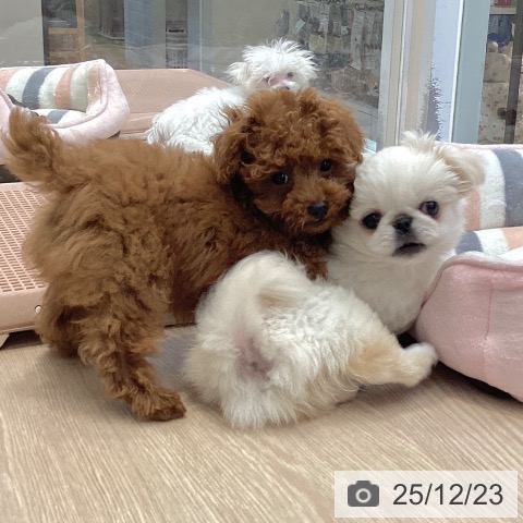 大阪府のトイプードル(トイ) (ペットプラス ららぽーと和泉店/2025年10月5日生まれ/男の子/レッドフォーン)の子犬の3枚目の画像