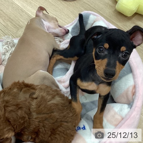 ミニチュア・ピンシャーの写真