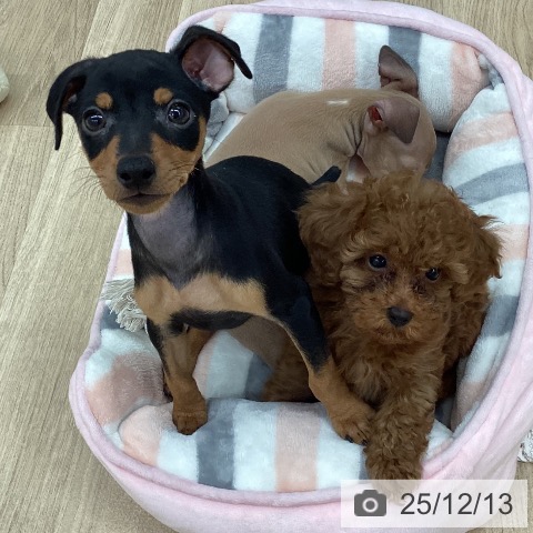 ミニチュア・ピンシャーの写真