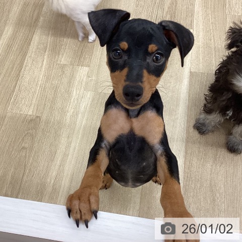 新潟県のミニチュアピンシャー (ペットプラス 新潟南店/2025年10月6日生まれ/女の子/ブラックタン)の子犬の3枚目の画像