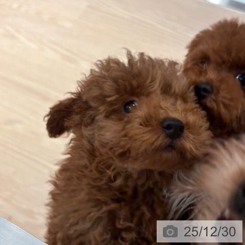 和歌山県のトイプードル(トイ) (ペットプラス 和歌山店/2025年10月8日生まれ/男の子/レッドフォーン)の子犬の4枚目の画像