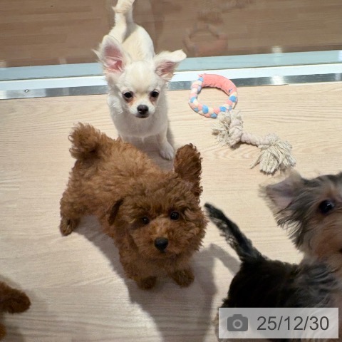 和歌山県のトイプードル(トイ) (ペットプラス 和歌山店/2025年10月8日生まれ/男の子/レッドフォーン)の子犬の3枚目の画像