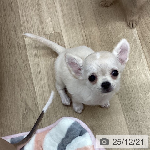 新潟県のチワワ(ロング) (ペットプラス 新潟南店/2025年10月8日生まれ/女の子/クリーム)の子犬の4枚目の画像