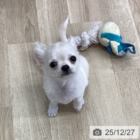 新潟県のチワワ(ロング) (ペットプラス 新潟南店/2025年10月8日生まれ/女の子/クリーム)の子犬の3枚目の画像