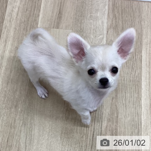 新潟県のチワワ(ロング) (ペットプラス 新潟南店/2025年10月8日生まれ/女の子/クリーム)の子犬の3枚目の画像