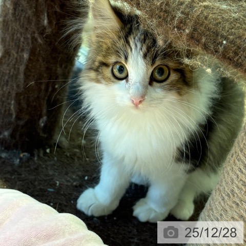 和歌山県のノルウェージャンフォレストキャット (ペットプラス 和歌山店/2025年9月20日生まれ/男の子/ブラウンタビーホワイト)の子猫の4枚目の画像