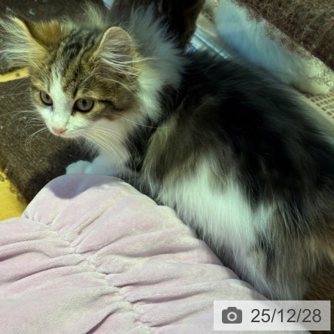 和歌山県のノルウェージャンフォレストキャット (ペットプラス 和歌山店/2025年9月20日生まれ/男の子/ブラウンタビーホワイト)の子猫の3枚目の画像