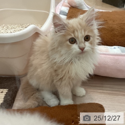 大阪府のノルウェージャンフォレストキャット (ペットプラス 大阪ドームシティ店/2025年9月15日生まれ/男の子/クリームホワイト)の子猫の4枚目の画像