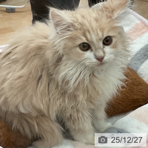 大阪府のノルウェージャンフォレストキャット (ペットプラス 大阪ドームシティ店/2025年9月15日生まれ/男の子/クリームホワイト)の子猫の3枚目の画像