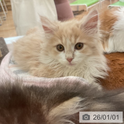 大阪府のノルウェージャンフォレストキャット (ペットプラス 大阪ドームシティ店/2025年9月15日生まれ/男の子/クリームホワイト)の子猫の3枚目の画像