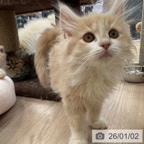 大阪府のノルウェージャンフォレストキャット (ペットプラス 大阪ドームシティ店/2025年9月15日生まれ/男の子/クリームホワイト)の子猫の4枚目の画像